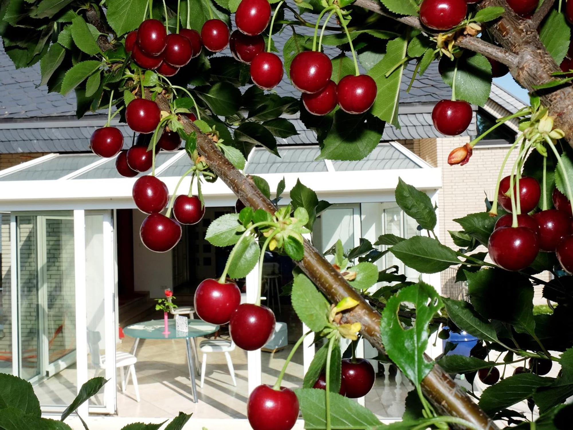 Villa Orchard Frankfurt Kriftel Exterior photo