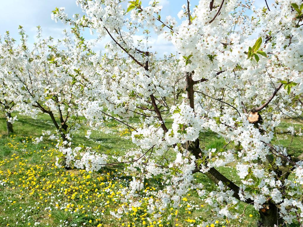 Villa Orchard Frankfurt Kriftel Exterior photo